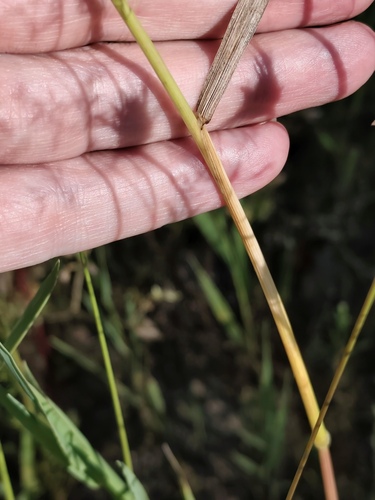 Bromus secalinus, photograph 6