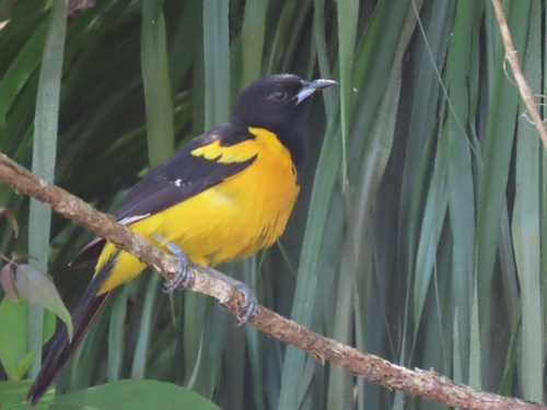 Bar-winged Oriole