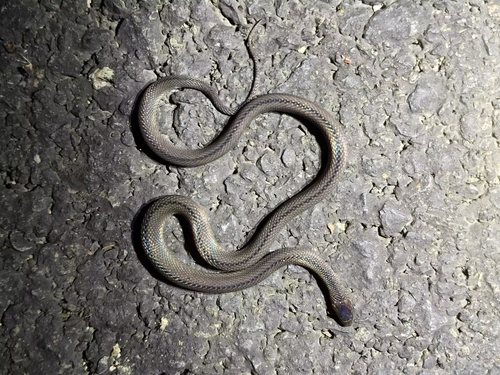 Huang's odd-scaled snake