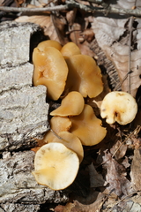 Kuehneromyces marginellus