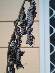 Ropalidia revolutionalis