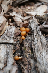 Kuehneromyces marginellus