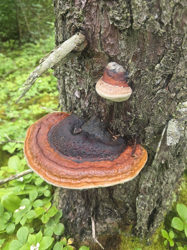 Northern Red Belt · July 2026 · photo: Photo: no rights reserved · iNaturalist