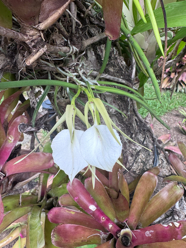 Brassavola nodosa, photograph 5