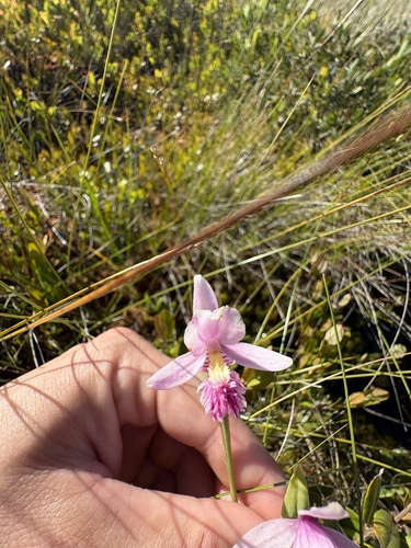 Rose Pogonia