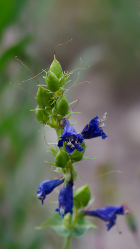 Penstemon cyananthus, photograph 5