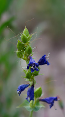 Penstemon cyananthus, photograph (c) Daughter Dad, some rights reserved (CC BY)
