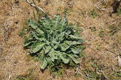 Echium italicum biebersteinii