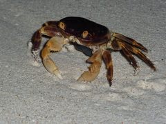 Geograpsus grayi