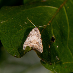 Nola pumila