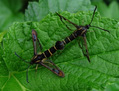 Synanthedon tipuliformis