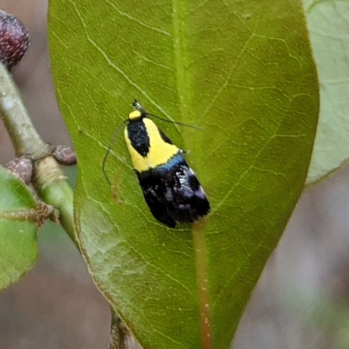Yellow-vested Moth photo 5