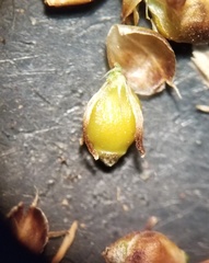 Rhynchospora harveyi