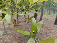 Rectiostoma xanthobasis