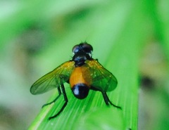 Huttonobesseria verecunda