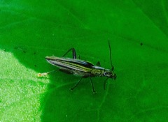 Navomorpha sulcata