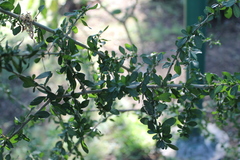 Condalia velutina