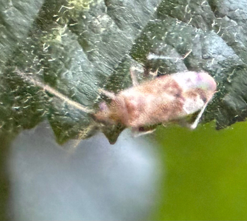 Compsidolon salicellum