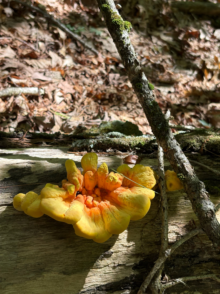 chicken of the woods · July 2026 · photo: Photo: (c) delognut, some rights reserved (CC BY) · iNaturalist