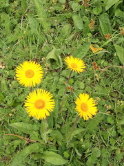Osbertia stolonifera