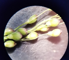 Dichanthelium aciculare