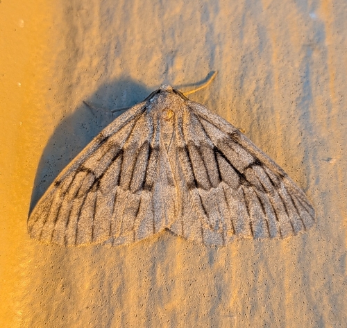 Hoary Conifer Looper photo 2