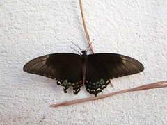 Papilio menatius victorinus