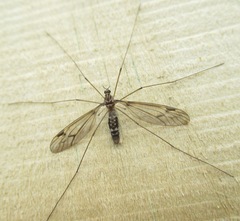 Leptotarsus cubitalis