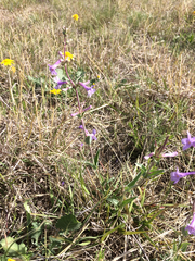 Penstemon fendleri
