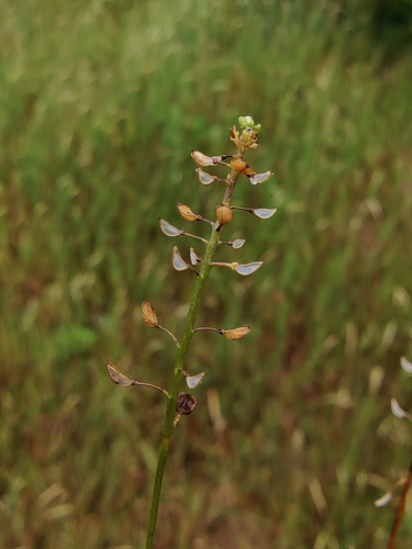 Teesdalia nudicaulis, photograph 3