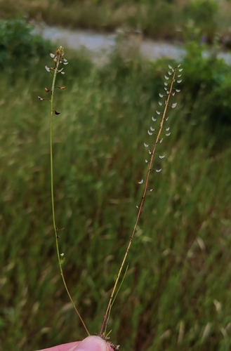 Teesdalia nudicaulis, photograph 4
