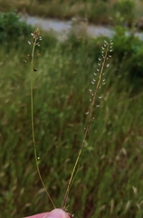 Teesdalia nudicaulis, photograph (c) carnifex, some rights reserved (CC BY)
