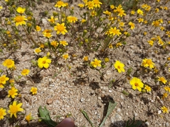 Leptosiphon chrysanthus