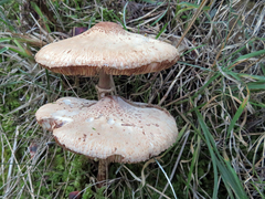 Macrolepiota clelandii