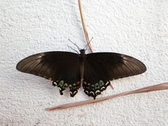 Papilio menatius victorinus