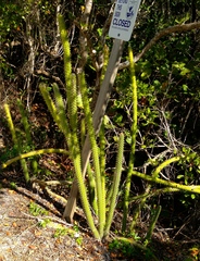 Harrisia aboriginum