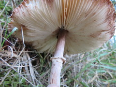 Macrolepiota clelandii