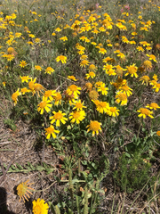 Amblyolepis setigera