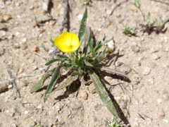 Camissoniopsis pallida