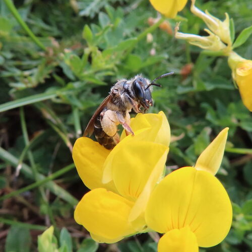 Wilke's Mining Bee