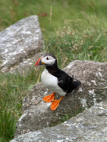 Atlantic Puffin