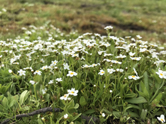 Plagiobothrys chorisianus chorisianus