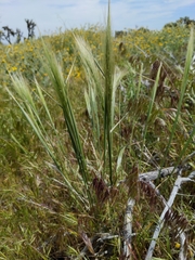 Hordeum jubatum