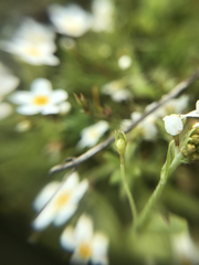 Plagiobothrys chorisianus chorisianus