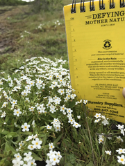 Plagiobothrys chorisianus chorisianus