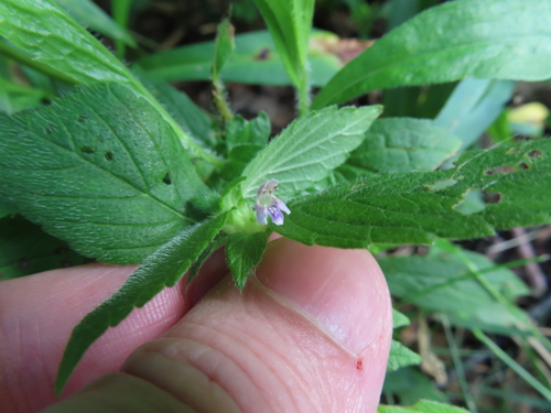 Bifid Hemp-nettle