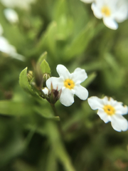 Plagiobothrys chorisianus chorisianus