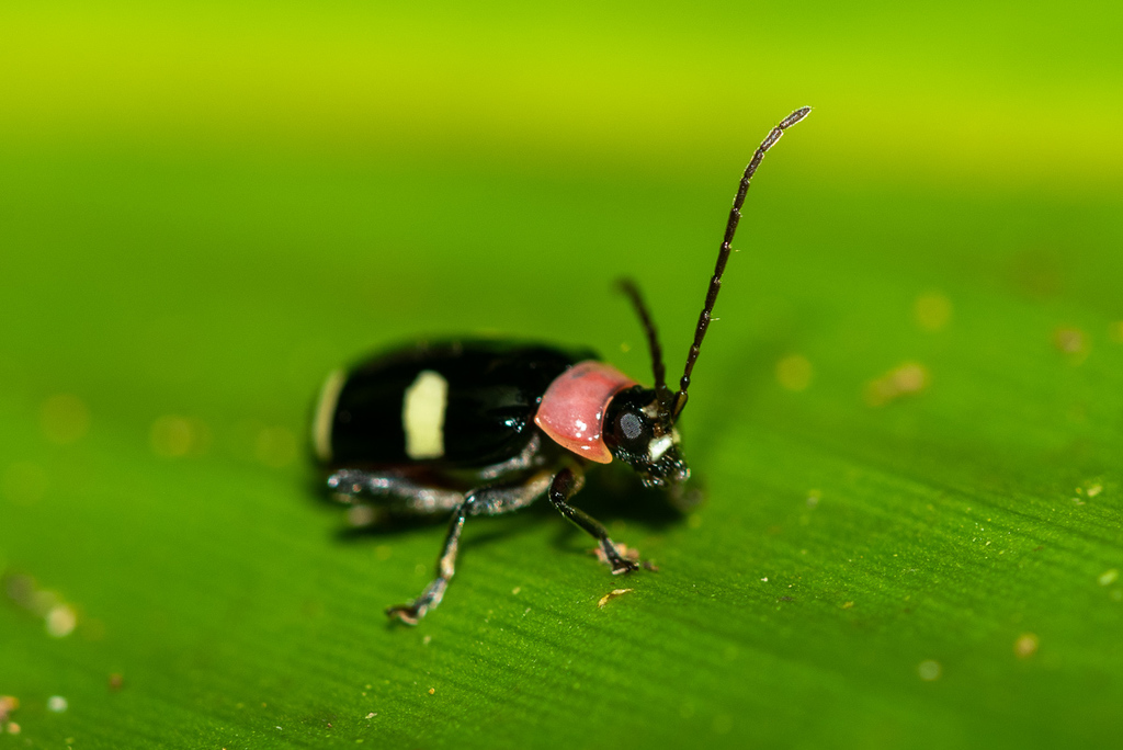 Omophoita peruviana