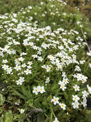 Plagiobothrys chorisianus chorisianus