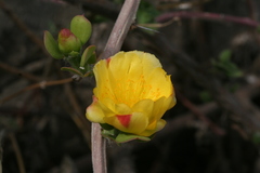 Pereskiopsis diguetii